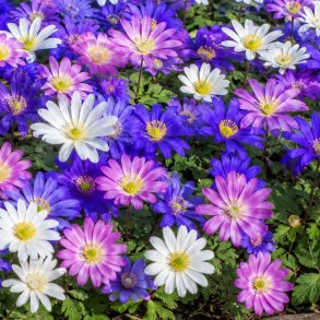 Anemone Blanda mix 20 l�g