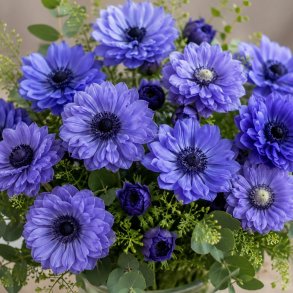 Anemone Lord Lieutenant 10 l�g