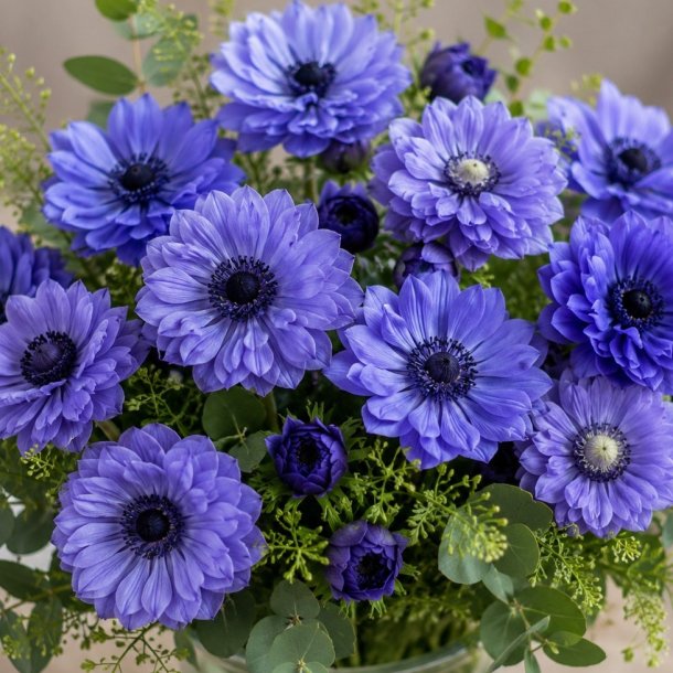 Anemone Lord Lieutenant 10 l�g