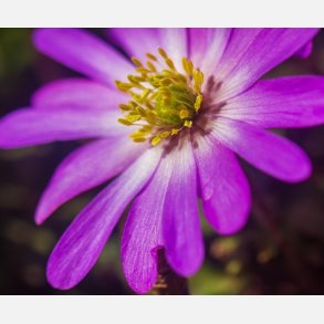 Anemone Blanda Pink Star 12 l�g