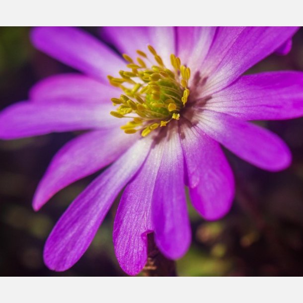 Anemone Blanda Pink Star 12 l�g
