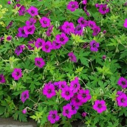 Geranium Ann Folkard