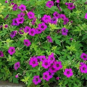 Geranium Ann Folkard