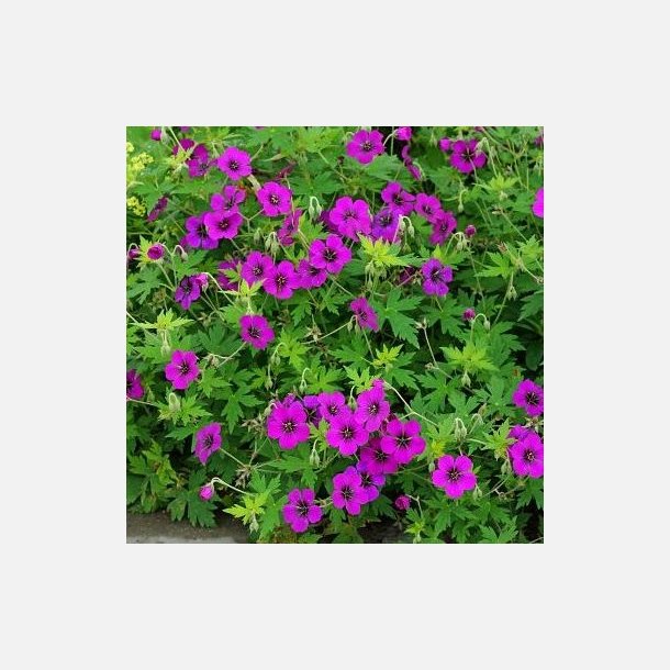 Geranium Ann Folkard