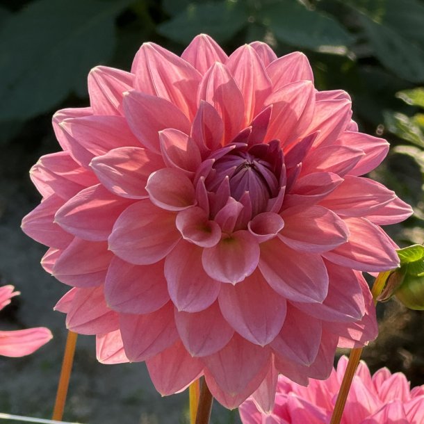Dahlia Anne Claire