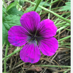 Geranium Ann Folkard