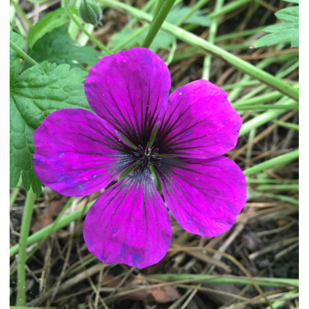 Geranium Anne Thomson