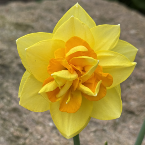 Narcis Apotheose 5 lg