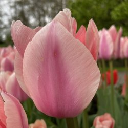 Tulipan Apricona 8 lg