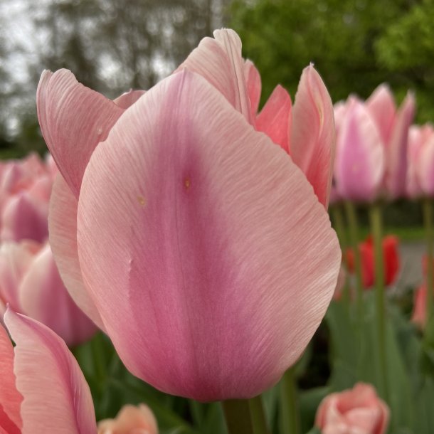 Tulipan Apricona 8 lg