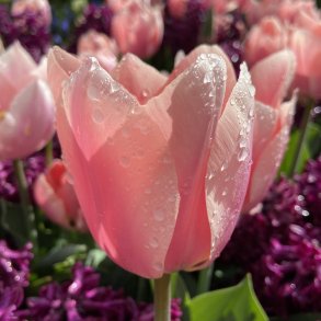 Tulipan Apricona 8 lg