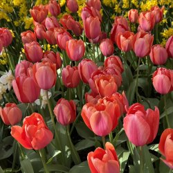 Tulipan Apricot Impression 50 L�g