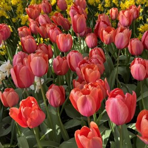 Tulipan Apricot Impression 50 L�g