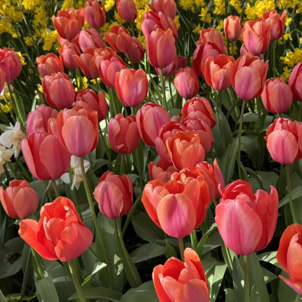 Tulipan Apricot Impression 50 L�g