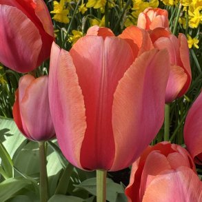 Tulipan Apricot Impression 50 L�g