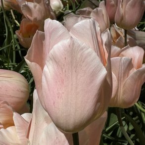 Tulipan Apricot Beauty 8 l�g