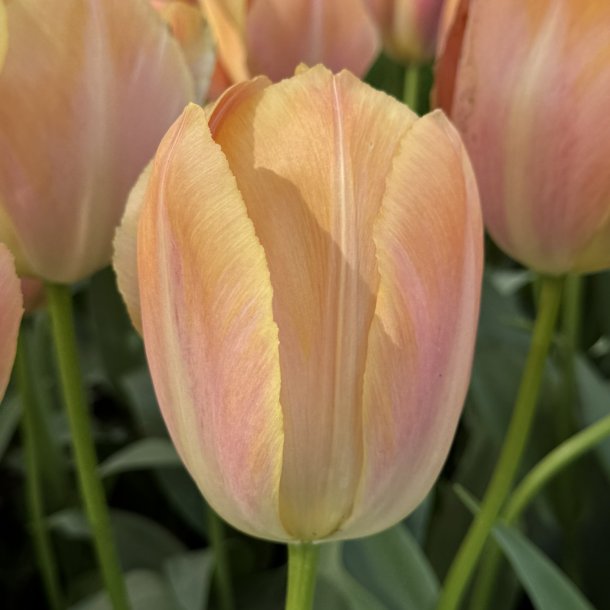 Tulipan Apricot Van Eijk 6 l�g