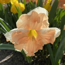 Narcis Apricot Whirl 5 l�g