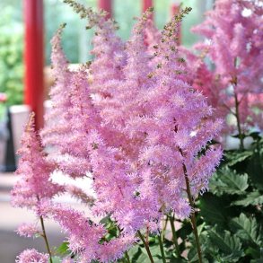 Astilbe Ice Cream
