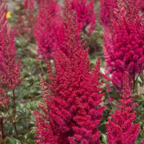 Astilbe Lowlands Ruby Red