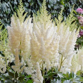 Astilbe Lowlands White