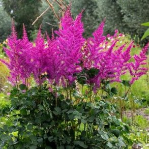 Astilbe Mighty Max