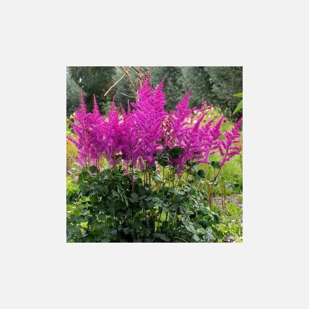 Astilbe Mighty Max