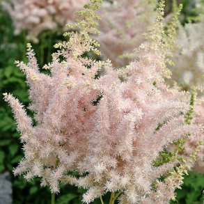 Astilbe Milk and Honey