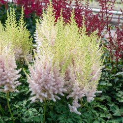 Astilbe Milk and Honey