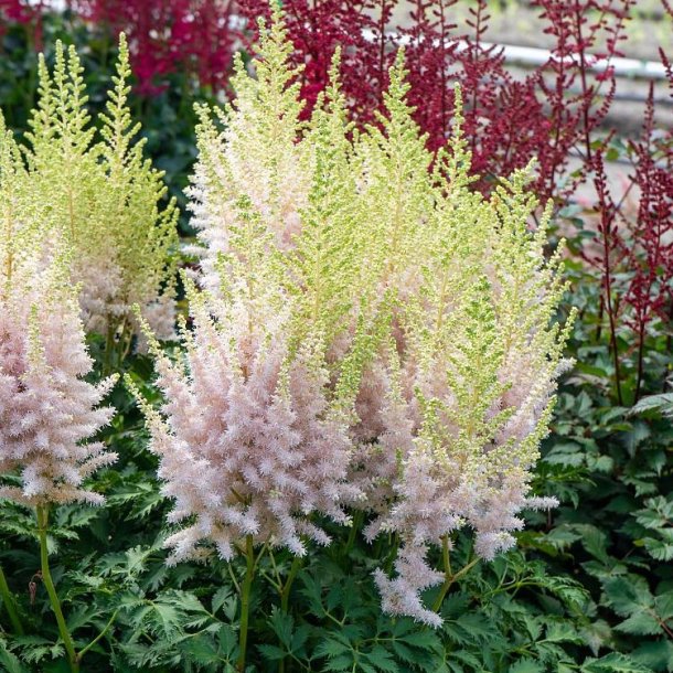 Astilbe Milk and Honey