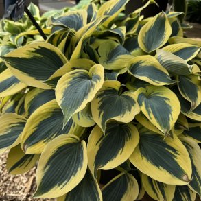 Hosta Autumn Frost