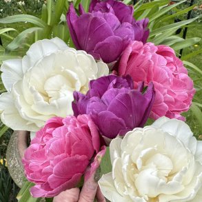 Dobbelt tulipan mix 21 l�g