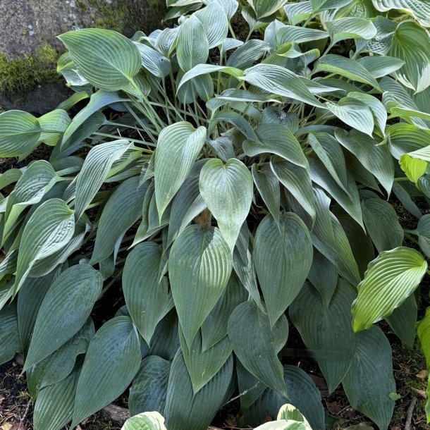 Hosta Awakening Angel
