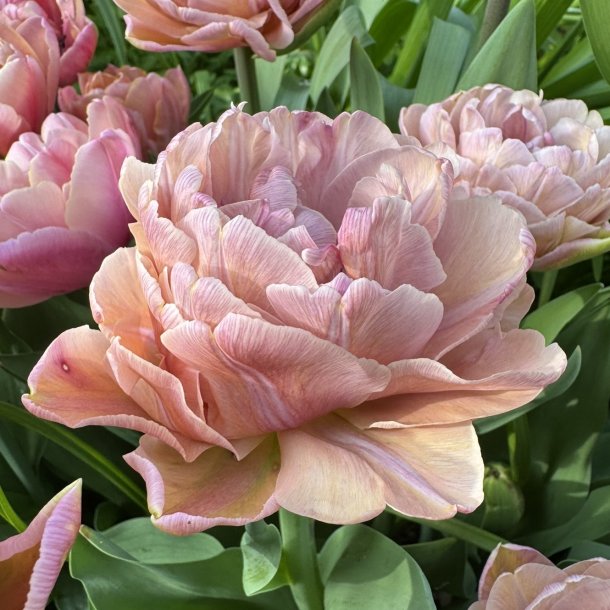 Tulip Beachberry 8 lg