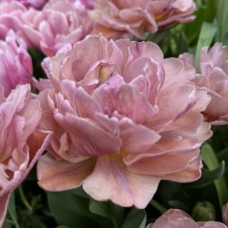 Tulip Beachberry 5 lg