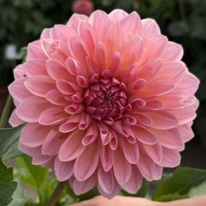 Dahlia Beauty Queen 