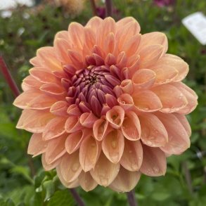 Dahlia Bestseller