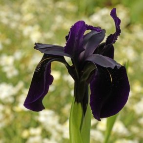 Iris Black Form