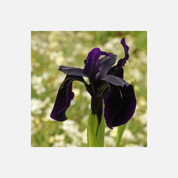 Iris Black Form