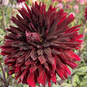 Dahlia Black Jack