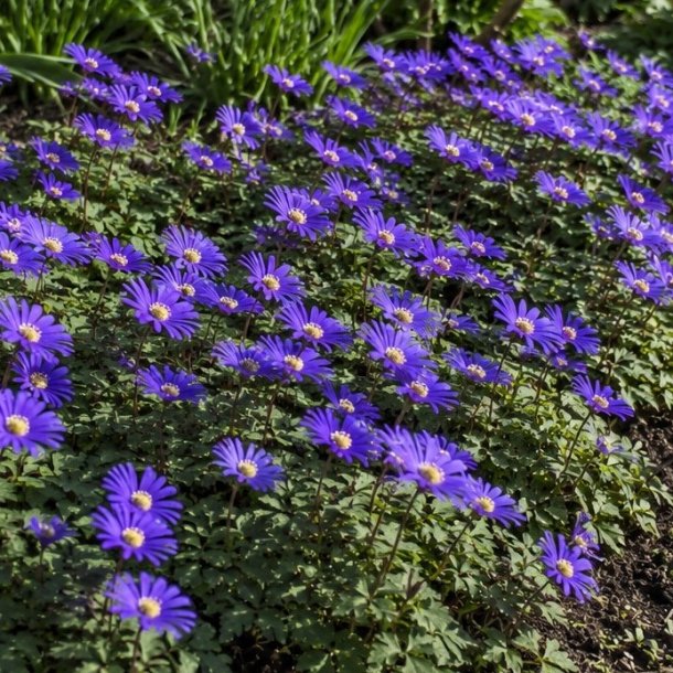Anemone Blue Blanda Shades 20 l�g