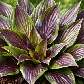 Hosta Bloodline