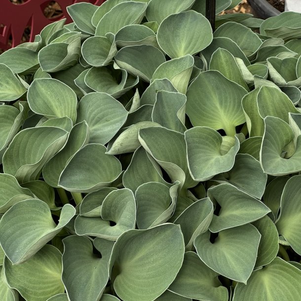 Hosta Blue Mouse Ears