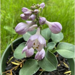 Hosta Blue Mouse Ears