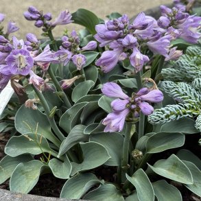 Hosta Blue Mouse Ears