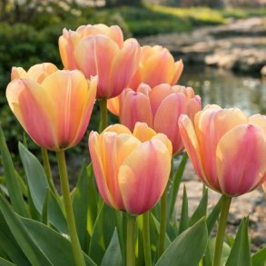 Tulipan Blushing Impression 5 l�g