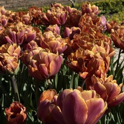 Tulipan Brazil 5 l�g