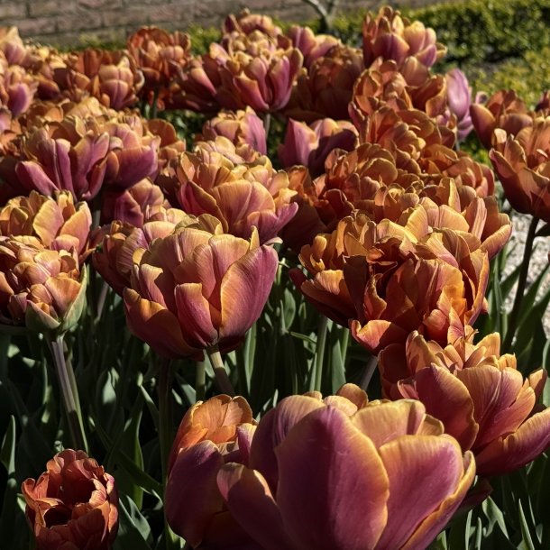 Tulipan Brazil 5 l�g