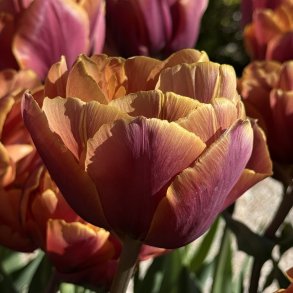Tulipan Brazil 5 l�g