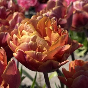 Tulipan Brazil 5 l�g